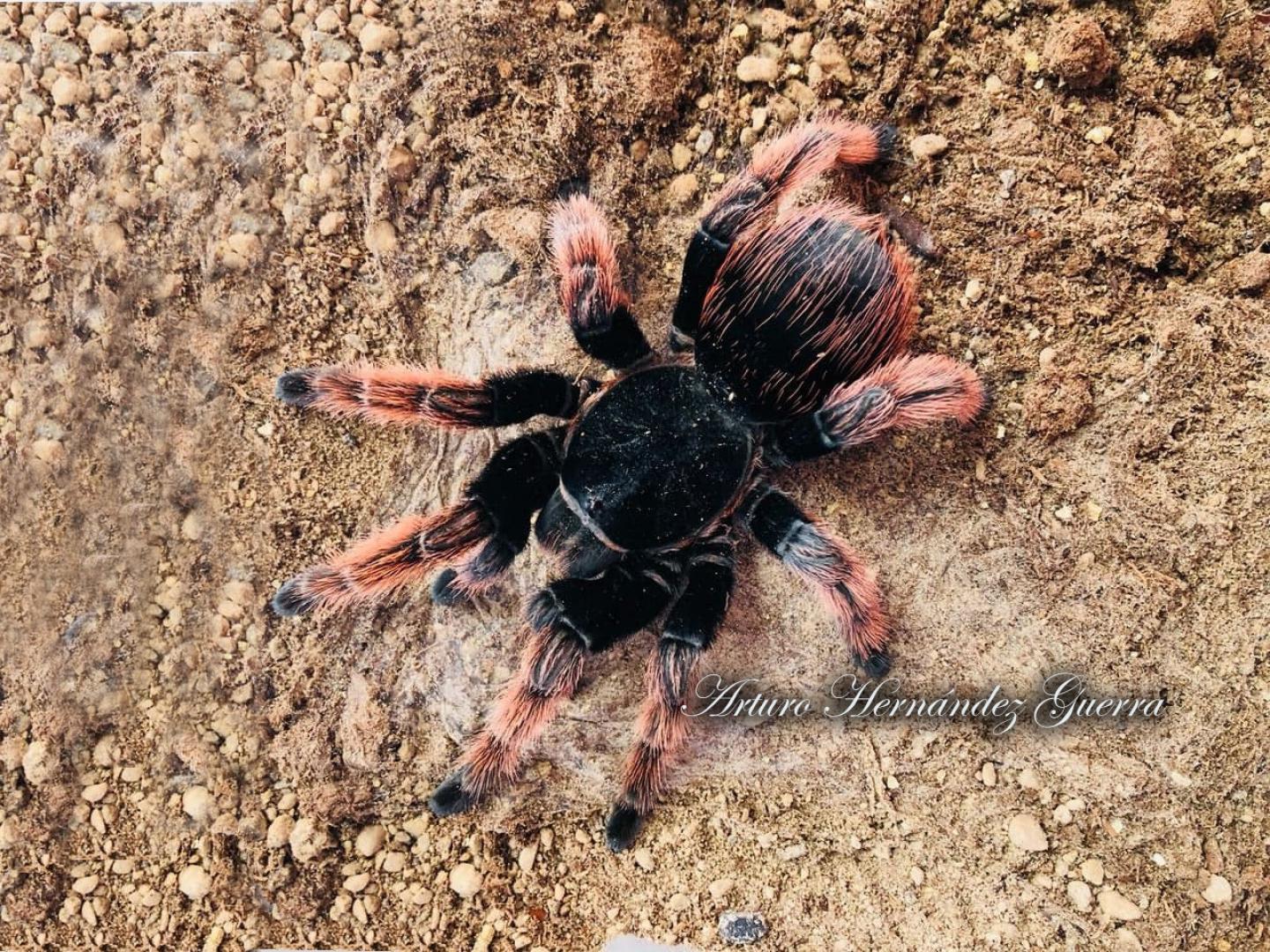 Brachypelma Klaasi | Tarántuleros De Corazón